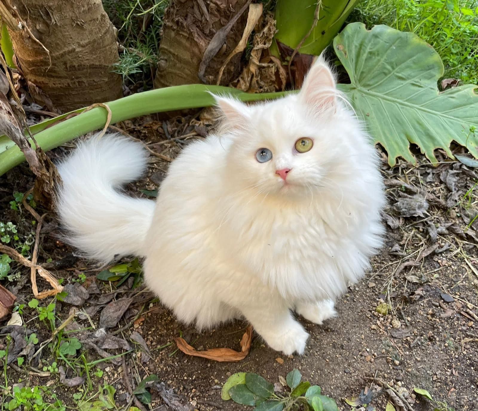elessar foto