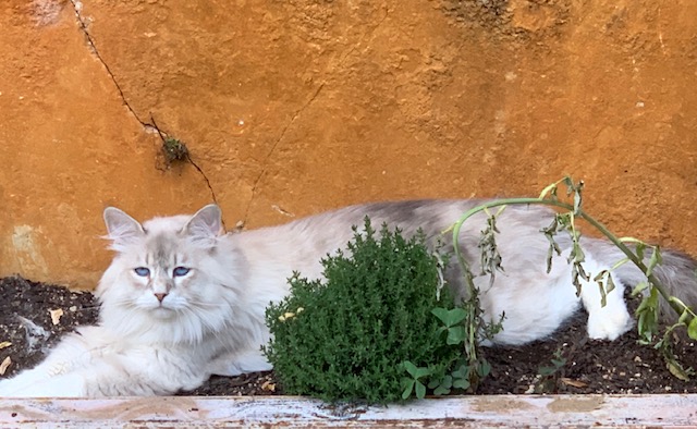 elessar foto