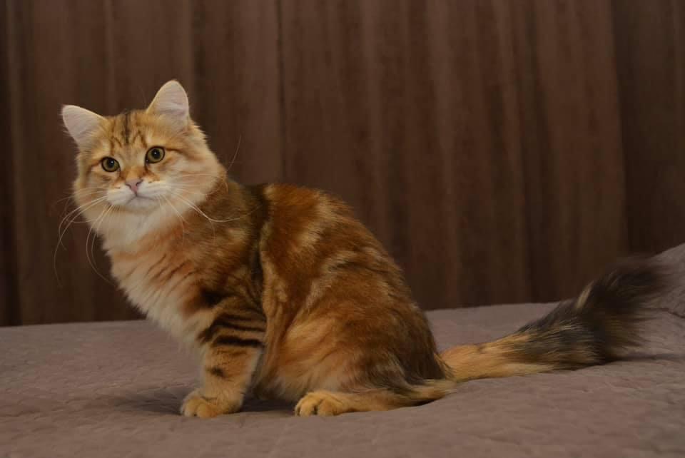 elessar foto